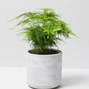 Cret Plant